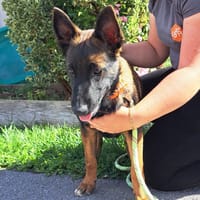 ATCHOUM, chien à adopter