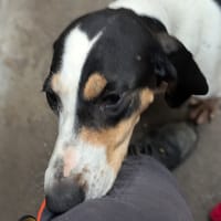 EVIJA, chienne à adopter