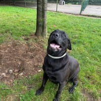 bhairava, chien à adopter