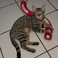 AYLA, chatte à adopter