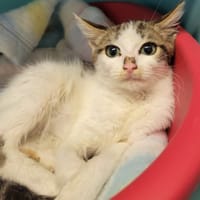 BEATRICE, chatte à adopter
