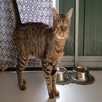 PISTACHE, chat à adopter