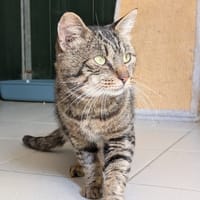 PISTACHE (réservé), chat à adopter