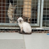 LAGACHETTE (RESERVEE), chatte à adopter