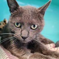 BOBBY, chat à adopter