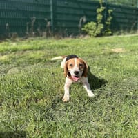 VOLCANE, chienne à adopter
