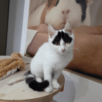 ALSEA (réservée), chatte à adopter