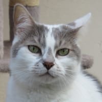 MINA, chatte à adopter