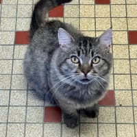 Dakeur, chat à adopter