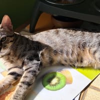 AMOUR, chatte à adopter