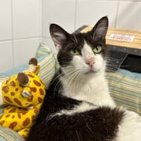 OLIVER en SOS URGENT, chat à adopter