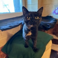 Dexter, pies do adopcji