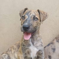 IKO, chien à adopter