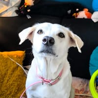 LILOU, chienne à adopter