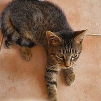 SHAKER, chat à adopter
