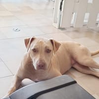 PHOENIX, chienne à adopter