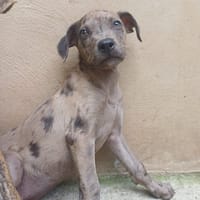 POPS, chienne à adopter