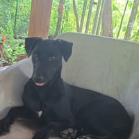 USLA, chienne à adopter