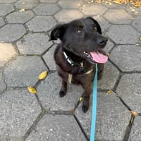 Laos, pies do adopcji