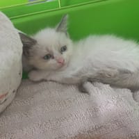 NEIGE, chatte à adopter