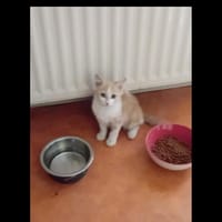 Acajou, chatte à adopter