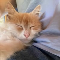 Roucky, chat à adopter