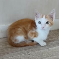 ODIN, chat à adopter