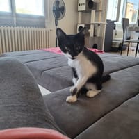BIANCA, chatte à adopter