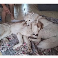 TYetTOUNDRA, chien à adopter