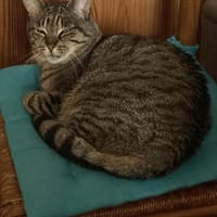 KINDER, chat à adopter