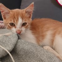 ASTERIX, chat à adopter
