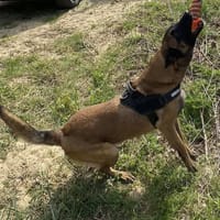 NARCO, chien à adopter