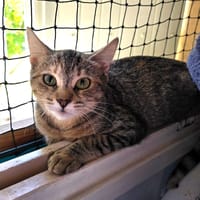 HESTIA, chatte à adopter