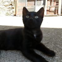 VOLTA, chatte à adopter