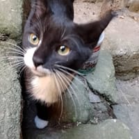 SACHA, chatte à adopter
