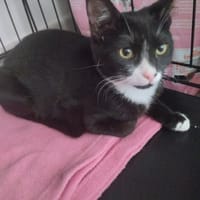 PETALE, chatte à adopter