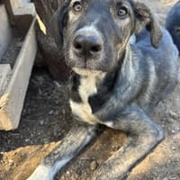 Charles, chien à adopter