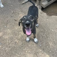 Charles, chien à adopter