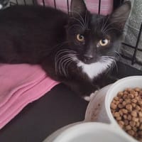 FLEUR, chatte à adopter