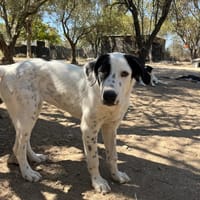 Harper, chienne à adopter
