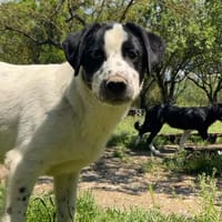 Apollo, chien à adopter
