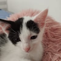 ALTESSE, chatte à adopter
