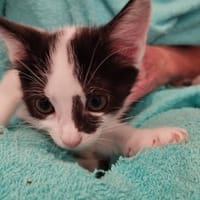 ACUNA, chatte à adopter
