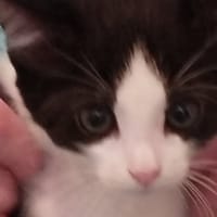 AMANDINE, chatte à adopter