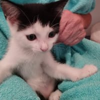 ANKO, chat à adopter