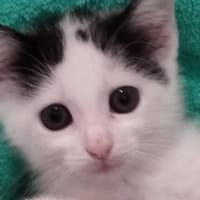 AMOUR, chat à adopter