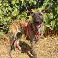 LUMIÈRE  (Animalea), chien à adopter