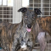 FACE  (FBM), chien à adopter