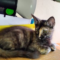 MEIGA, chatte à adopter