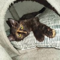 TANIA, chatte à adopter